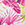 Sporti Plus Size Palm Royale Conservative Printed Girl Leg One Piece Swimsuit