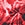 Sporti Sonic Bloom Brief Swimsuit (22-40)